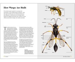 WASPS. THE ASTONISHING DIVERSITY OF A MISUNDERSTOOD INSECT_1