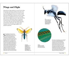 WASPS. THE ASTONISHING DIVERSITY OF A MISUNDERSTOOD INSECT 3