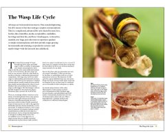WASPS. THE ASTONISHING DIVERSITY OF A MISUNDERSTOOD INSECT 4