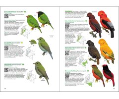 BIRDS OF COLOMBIA 3
