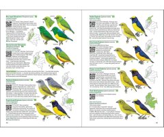 BIRDS OF COLOMBIA 6