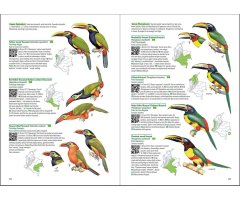 BIRDS OF COLOMBIA 7