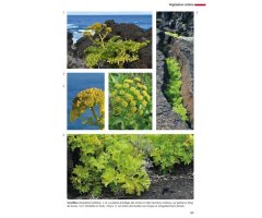FLORE ET VÉGÉTATION DE L'ÎLE D'EL HIERRO CANARIES 3