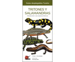 TRITONES Y SALAMANDRAS. INTRODUCCIÓN A LAS ESPECIES IBÉRICAS. GUÍAS DESPLEGABLES TUNDRA