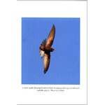 SWIFTS IN A TOWER_1