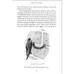 SWIFTS IN A TOWER 6