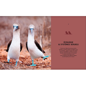 LA VIE AMOUREUSE DES OISEAUX - ETONNANTES STRATEGIES DE REPRODUCTION 3