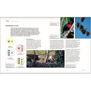 LA VIE AMOUREUSE DES OISEAUX - ETONNANTES STRATEGIES DE REPRODUCTION 4