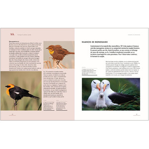 LA VIE AMOUREUSE DES OISEAUX - ETONNANTES STRATEGIES DE REPRODUCTION 5