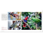 SEXE ET SEDUCTION CHEZ LES OISEAUX 5