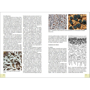 MOUSSES ET LICHENS. 290 ESPECES FACILES A IDENTIFIER 5