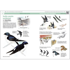 GUÍA DE AVES URBANAS DE LA CIUDAD DE VITORIA-GASTEIZ_1