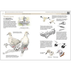 GUÍA DE AVES URBANAS DE LA CIUDAD DE VITORIA-GASTEIZ 3