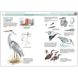 GUÍA DE AVES URBANAS DE LA CIUDAD DE VITORIA-GASTEIZ 5