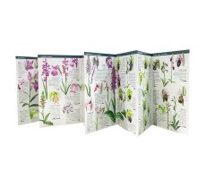 ORQUÍDIES DE CATALUNYA. TOTES LES NOSTRES ESPÈCIES SILVESTRES. MINIGUIA DE CAMP 3