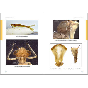 LARVAS DE LIBÉLULAS EN LA PENÍNSULA IBÉRICA 4