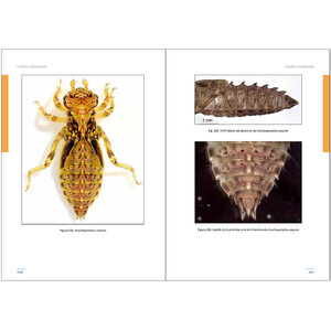 LARVAS DE LIBÉLULAS EN LA PENÍNSULA IBÉRICA 5