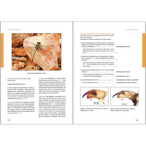 LARVAS DE LIBÉLULAS EN LA PENÍNSULA IBÉRICA 6