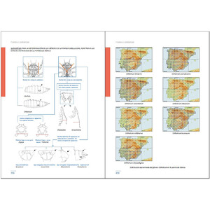 LARVAS DE LIBÉLULAS EN LA PENÍNSULA IBÉRICA 7