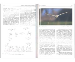 GUÍA DE RAPACES NOCTURNAS DE EUROPA 4