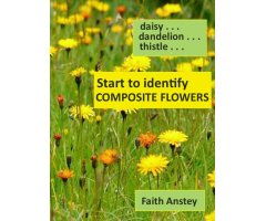 START TO IDENTIFY COMPOSITE FLOWERS: DAISY, DANDELION, THISTLE