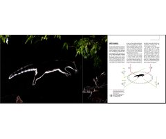 EL FOTÓGRAFO DE FAUNA 2
