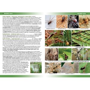 TERRESTRIAL AND FRESHWATER INVERTEBRATES OF ST. HELENA_1