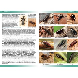 TERRESTRIAL AND FRESHWATER INVERTEBRATES OF ST. HELENA 3