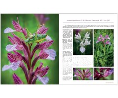ORCHIDS OF ROMANIA 2