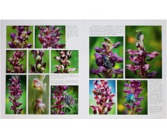 ORCHIDS OF ROMANIA 3
