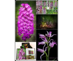 ORCHIDS OF ROMANIA 4
