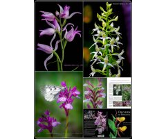 ORCHIDS OF ROMANIA 5
