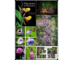 ORCHIDS OF ROMANIA 6