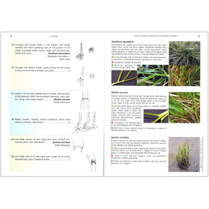 GRASSES: A GUIDE TO IDENTIFICATION USING VEGETATIVE CHARACTERS 3