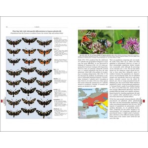NATURAL HISTORY OF BURNET MOTHS (ZYGAENA FABRICIUS, 1775) (LEPIDOPTERA: ZYGAENIDAE) PART 3 (2-VOLUME SET) 3
