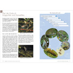DRAGONFLIES AND DAMSELFLIES OF BRITAIN AND WESTERN EUROPE. A PHOTOGRAPHIC GUIDE_1