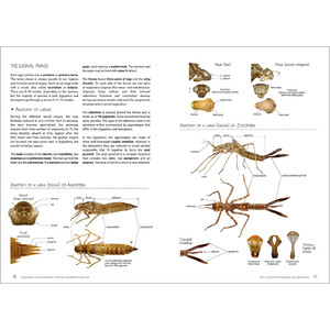 DRAGONFLIES AND DAMSELFLIES OF BRITAIN AND WESTERN EUROPE. A PHOTOGRAPHIC GUIDE 3