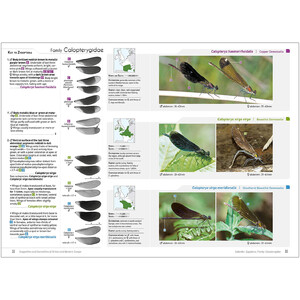 DRAGONFLIES AND DAMSELFLIES OF BRITAIN AND WESTERN EUROPE. A PHOTOGRAPHIC GUIDE 4