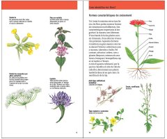 FLORS. 450 ESPÈCIES D'EUROPA 5