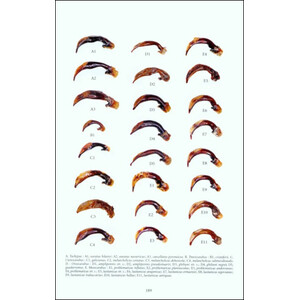 FAUNE DES CARABUS DE LA PÉNINSULE IBÉRIQUE 4