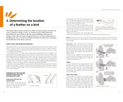 FEATHERS. AN IDENTIFICATION GUIDE TO THE FEATHERS OF WESTERN BIRDS 2
