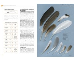 FEATHERS. AN IDENTIFICATION GUIDE TO THE FEATHERS OF WESTERN BIRDS 3
