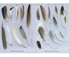 FEATHERS. AN IDENTIFICATION GUIDE TO THE FEATHERS OF WESTERN BIRDS 4
