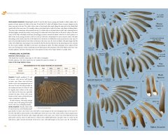 FEATHERS. AN IDENTIFICATION GUIDE TO THE FEATHERS OF WESTERN BIRDS 5
