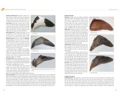 FEATHERS. AN IDENTIFICATION GUIDE TO THE FEATHERS OF WESTERN BIRDS 6
