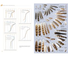 FEATHERS. AN IDENTIFICATION GUIDE TO THE FEATHERS OF WESTERN BIRDS 7