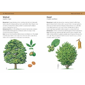 CONCISE FORAGING GUIDE 4