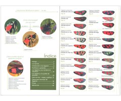 GUÍA DE IDENTIFICACIÓN DE LAS GITANILLAS IBÉRICAS (ZYGAENA) 2