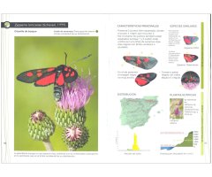 GUÍA DE IDENTIFICACIÓN DE LAS GITANILLAS IBÉRICAS (ZYGAENA) 3
