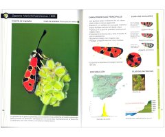 GUÍA DE IDENTIFICACIÓN DE LAS GITANILLAS IBÉRICAS (ZYGAENA) 4